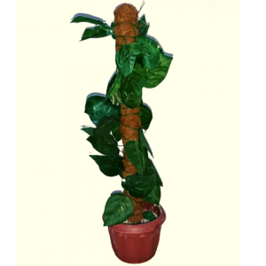 coco husk stick with money plant